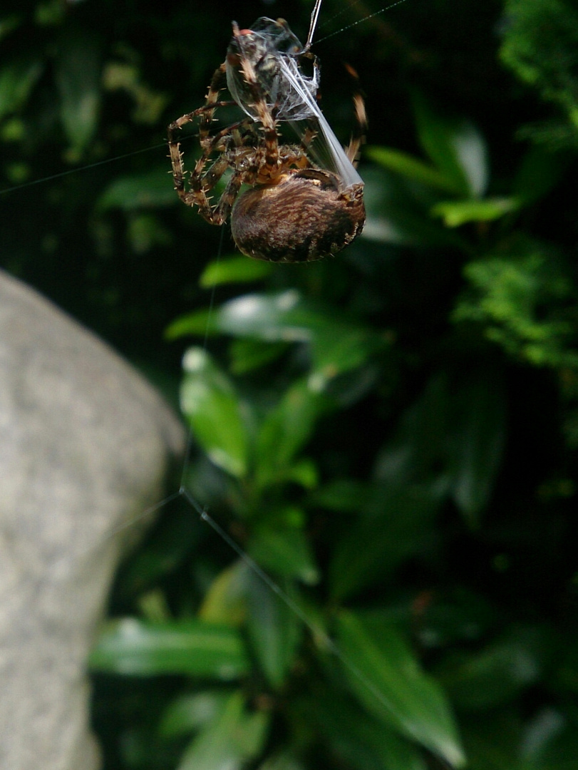 Incy Wincy spider.....