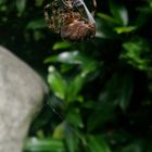 Incy Wincy spider.....