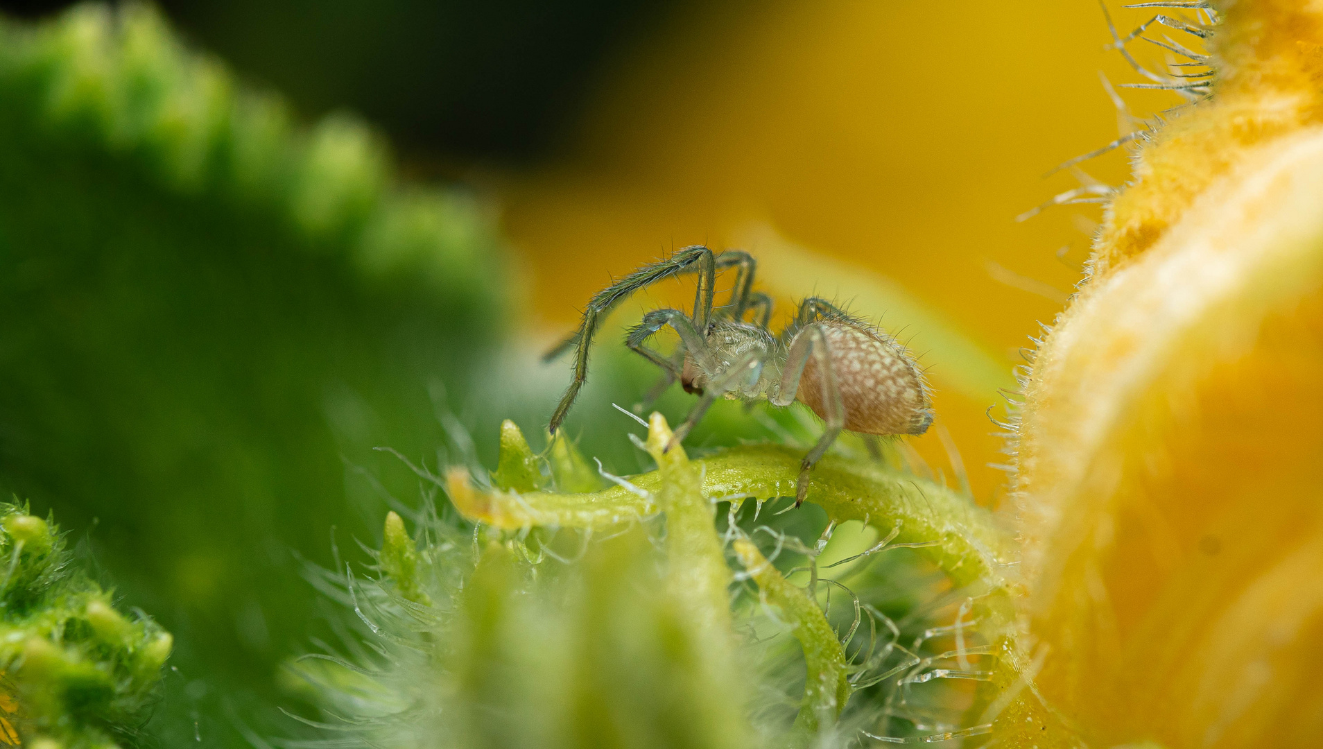 indef. Araniella cucurbitina - Araniella cucurbitina - Undef. Kürbisspinne