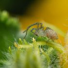 indef. Araniella cucurbitina - Araniella cucurbitina - Undef. Kürbisspinne