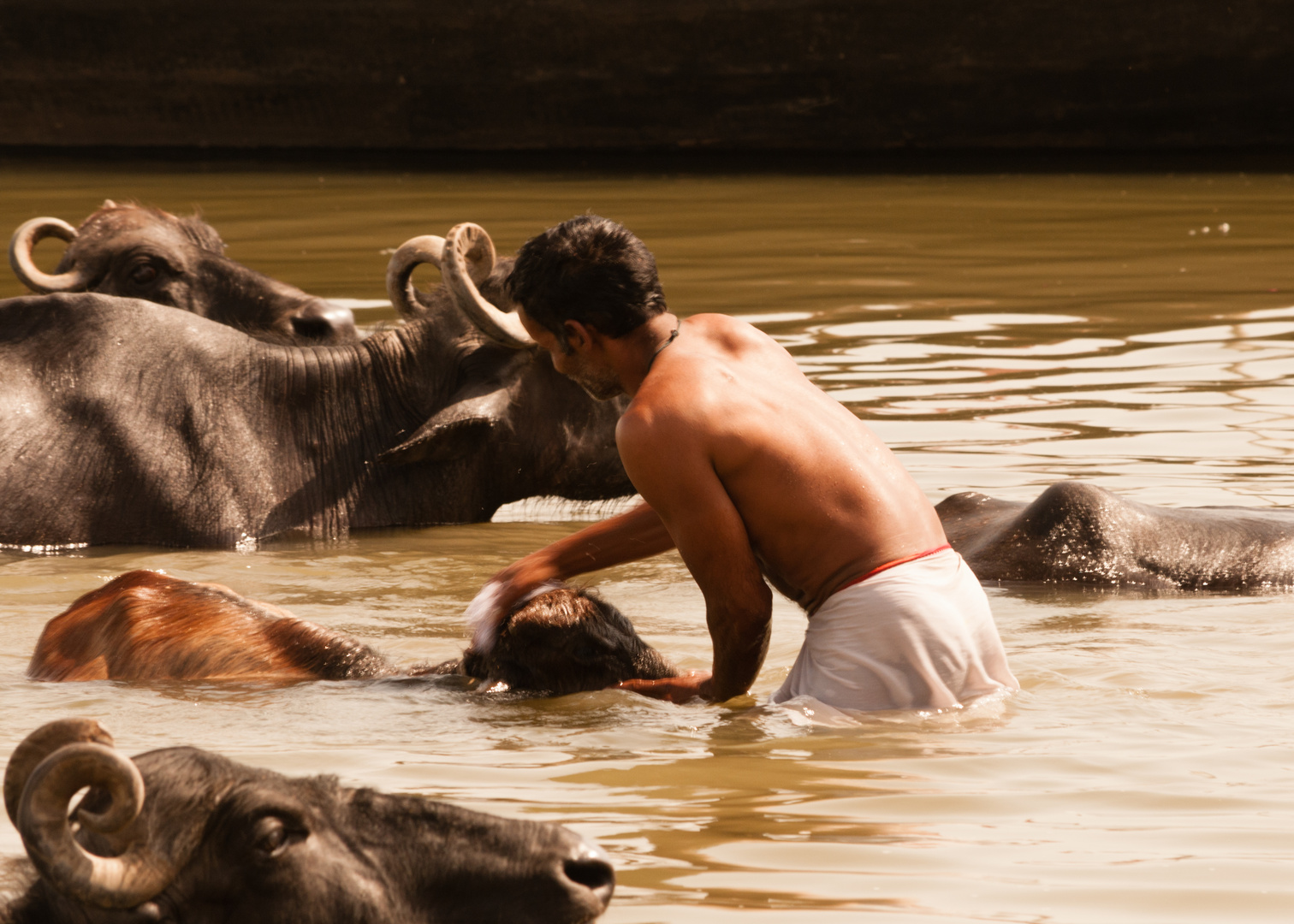 Inder wäscht Kuh im Ganges in Varanasi, Indien