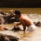 Inder wäscht Kuh im Ganges in Varanasi, Indien