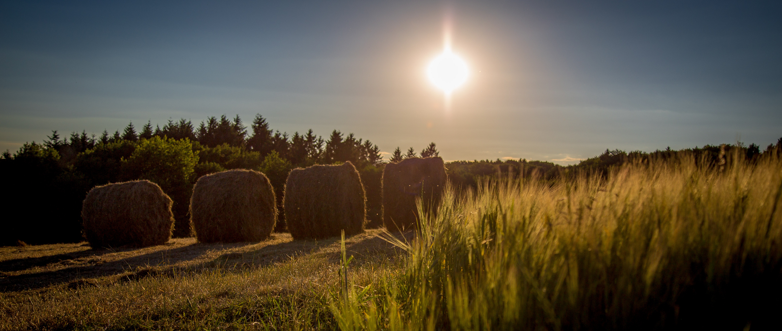 In.der.Abendsonne.