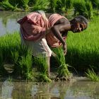 Inderin beim Reispflanzen