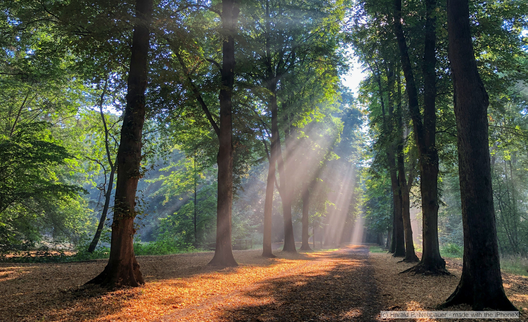 Indescribably beautiful - Bürgerpark Bremen - iPhoneX