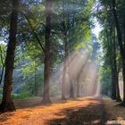 Indescribably beautiful - Bürgerpark Bremen - iPhoneX