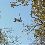 India [10] - Flying