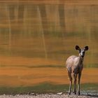 India [13] - Barasingha am Wasserloch