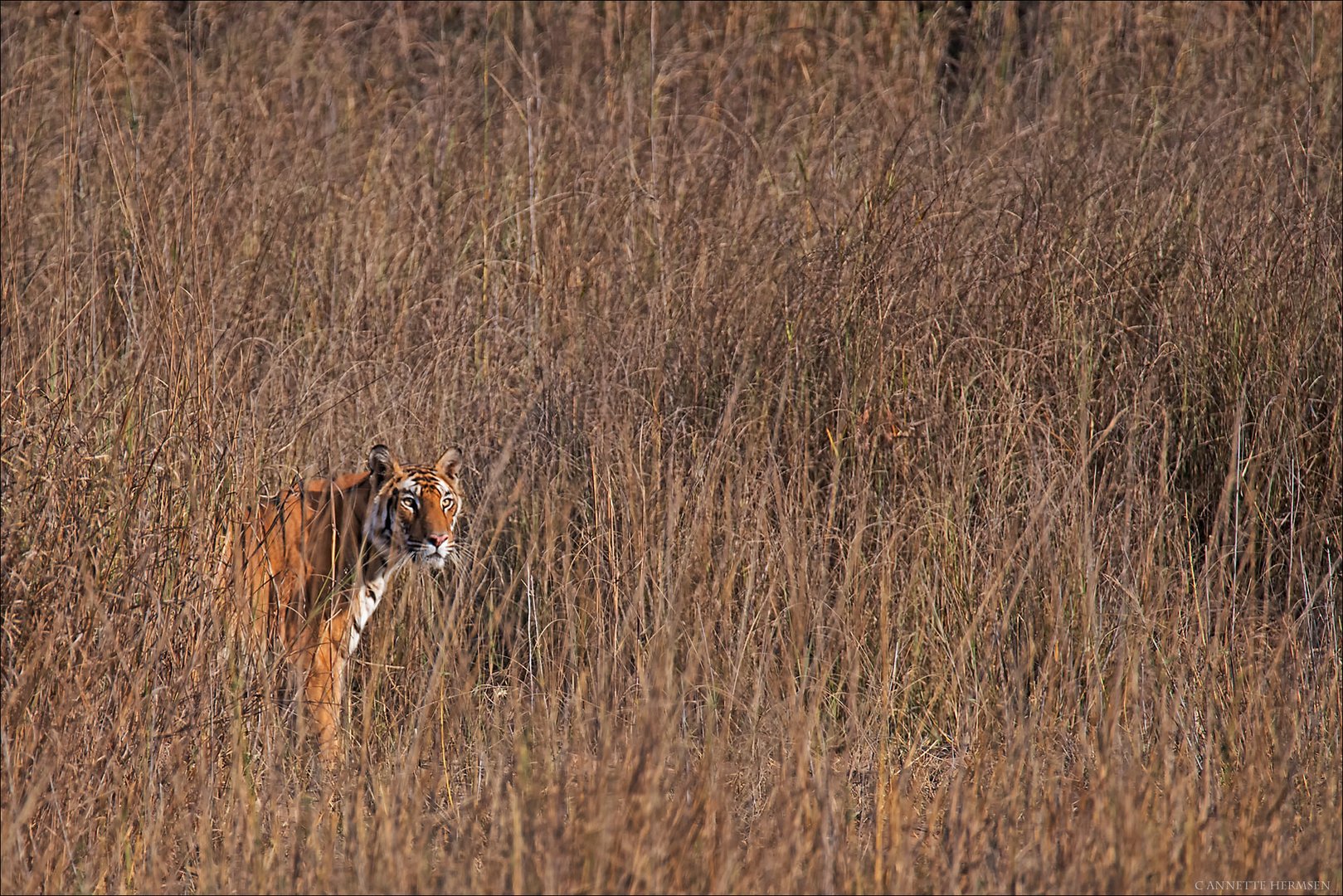 India [14] - Tarnung