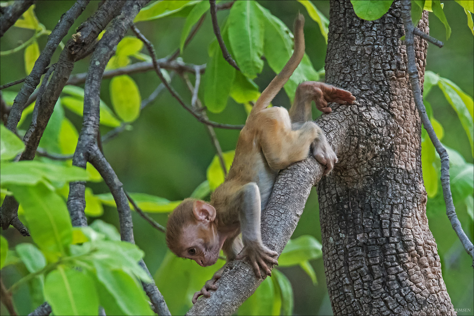 India [17] - Gollum