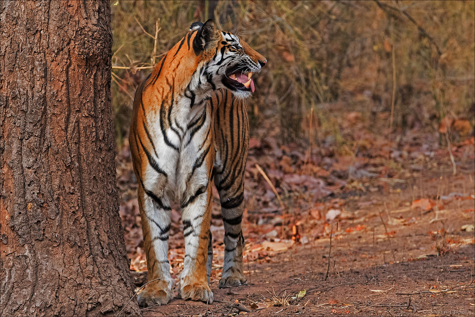 India [18] - Flehmen