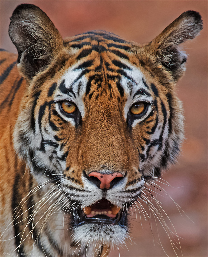 India [22] - Close up Portrait