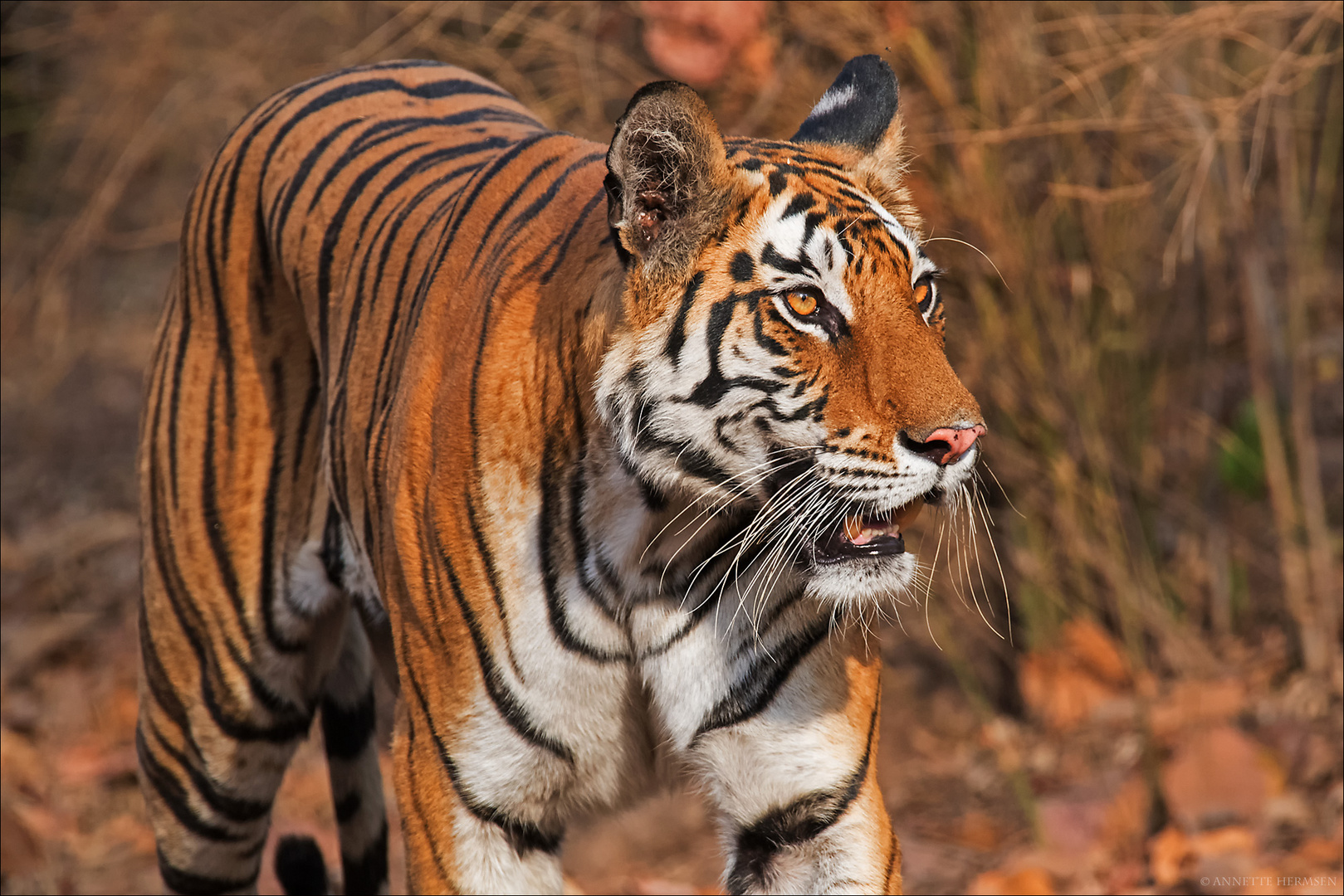 India [4] - Natural Beauty