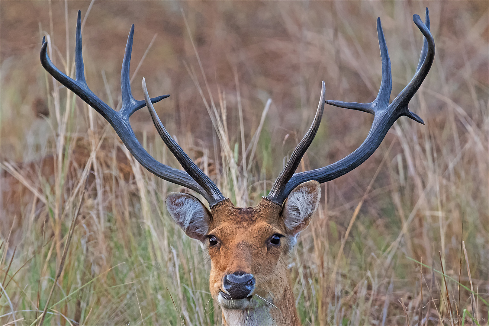 India [6] - Deer