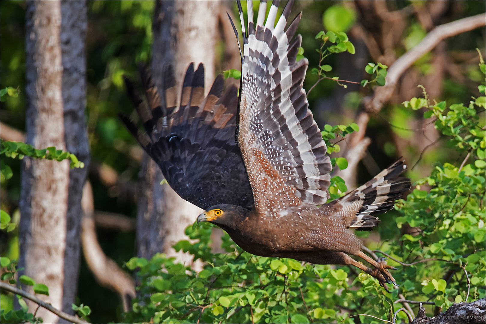 India [9] - Adler