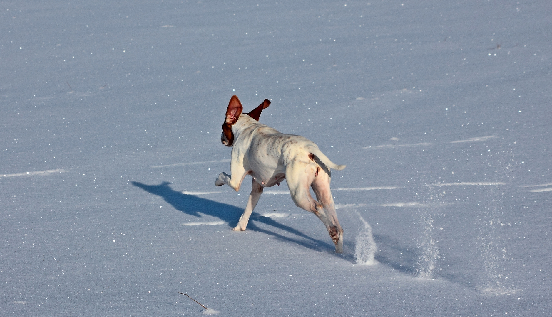 India auf unberührtem Schnee