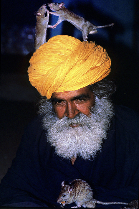 INDIA - BIKANER. TEMPLE KARNI MATA RAT