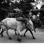 India Hampi Anegundi young boy coming back ploughing rice field