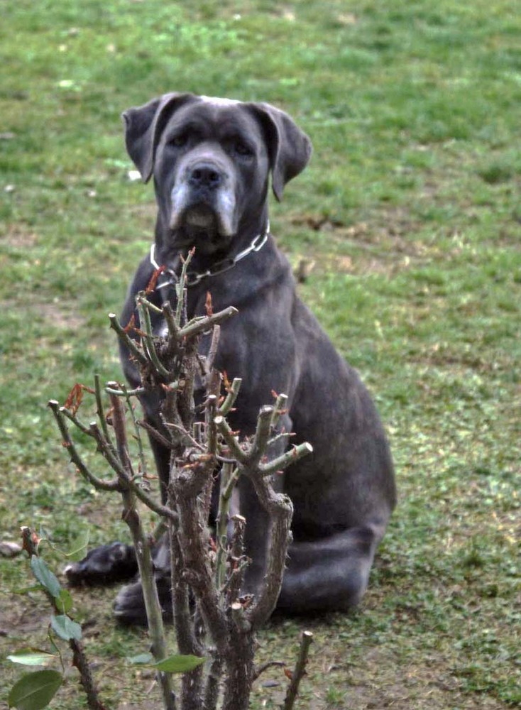 India, la mia cagnolina corso