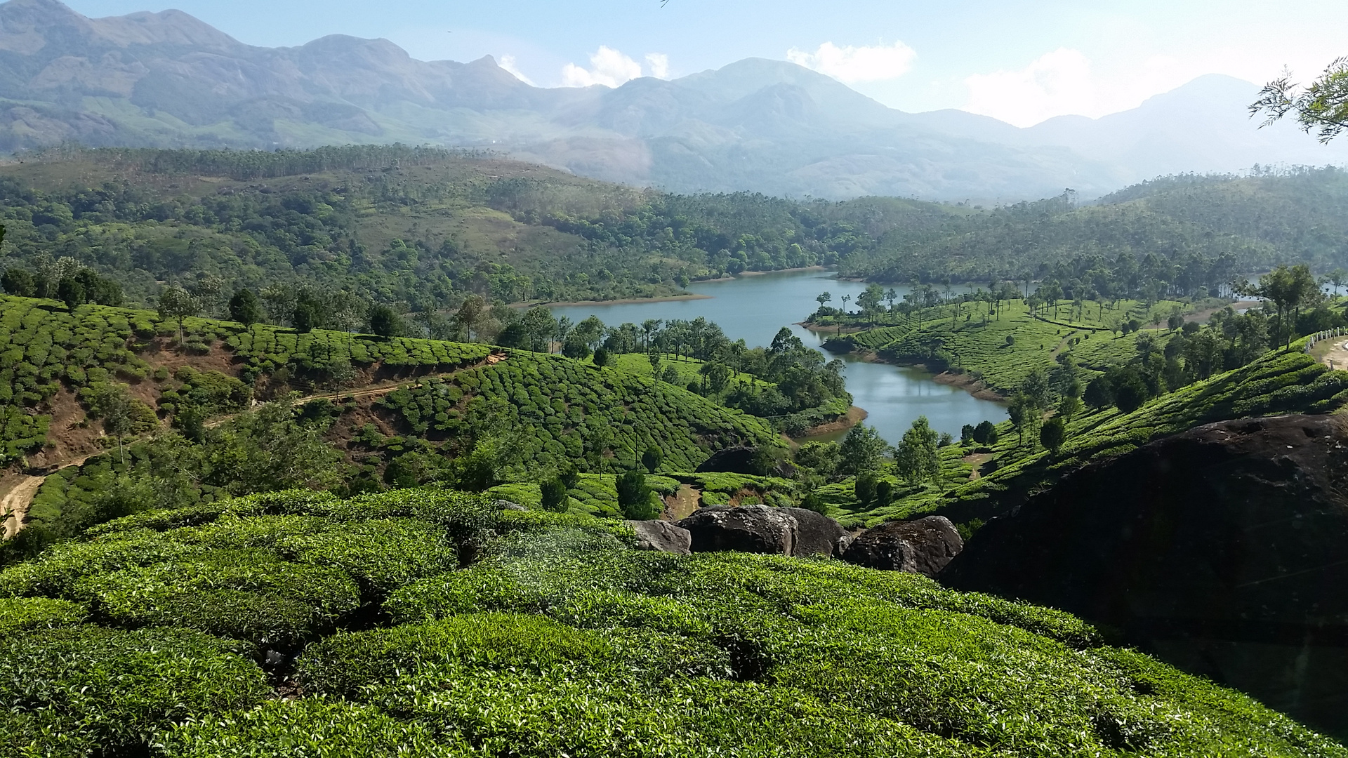 India tea plantation