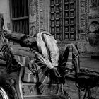 India Varanasi well deserved Rickshaw Driver Nap