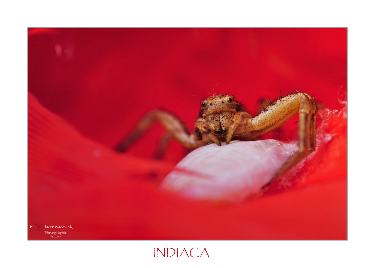 INDIACA