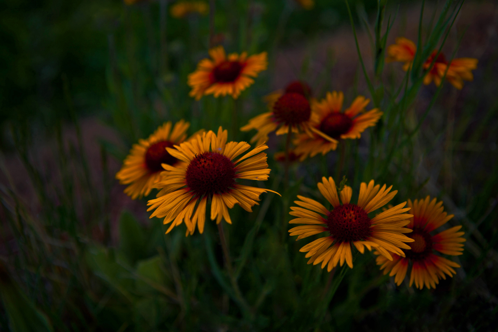 Indian Blankets