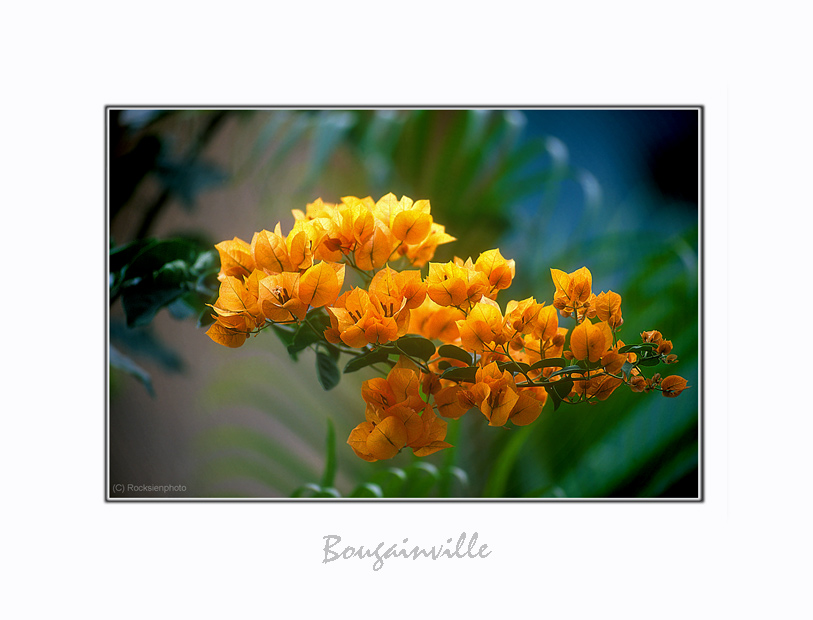 indian Bougainville