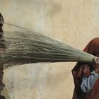Indian Broom