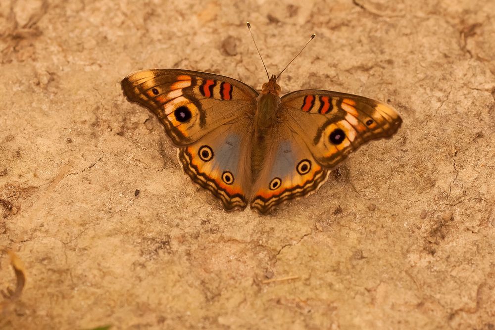 Indian Buckeye