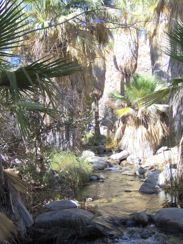 Indian Canyon ,Cahuilla Indianer Reservat, Palm Springs - California