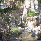 Indian Canyon ,Cahuilla Indianer Reservat, Palm Springs - California