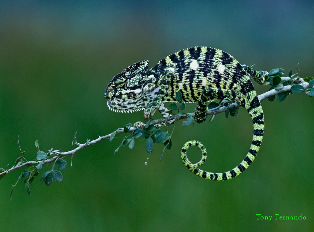 Indian Chameleon ( Chamaeleo zeylanicus )