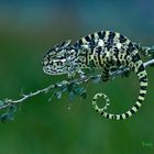 Indian Chameleon ( Chamaeleo zeylanicus )