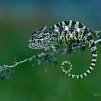 Indian Chameleon ( Chamaeleo zeylanicus )