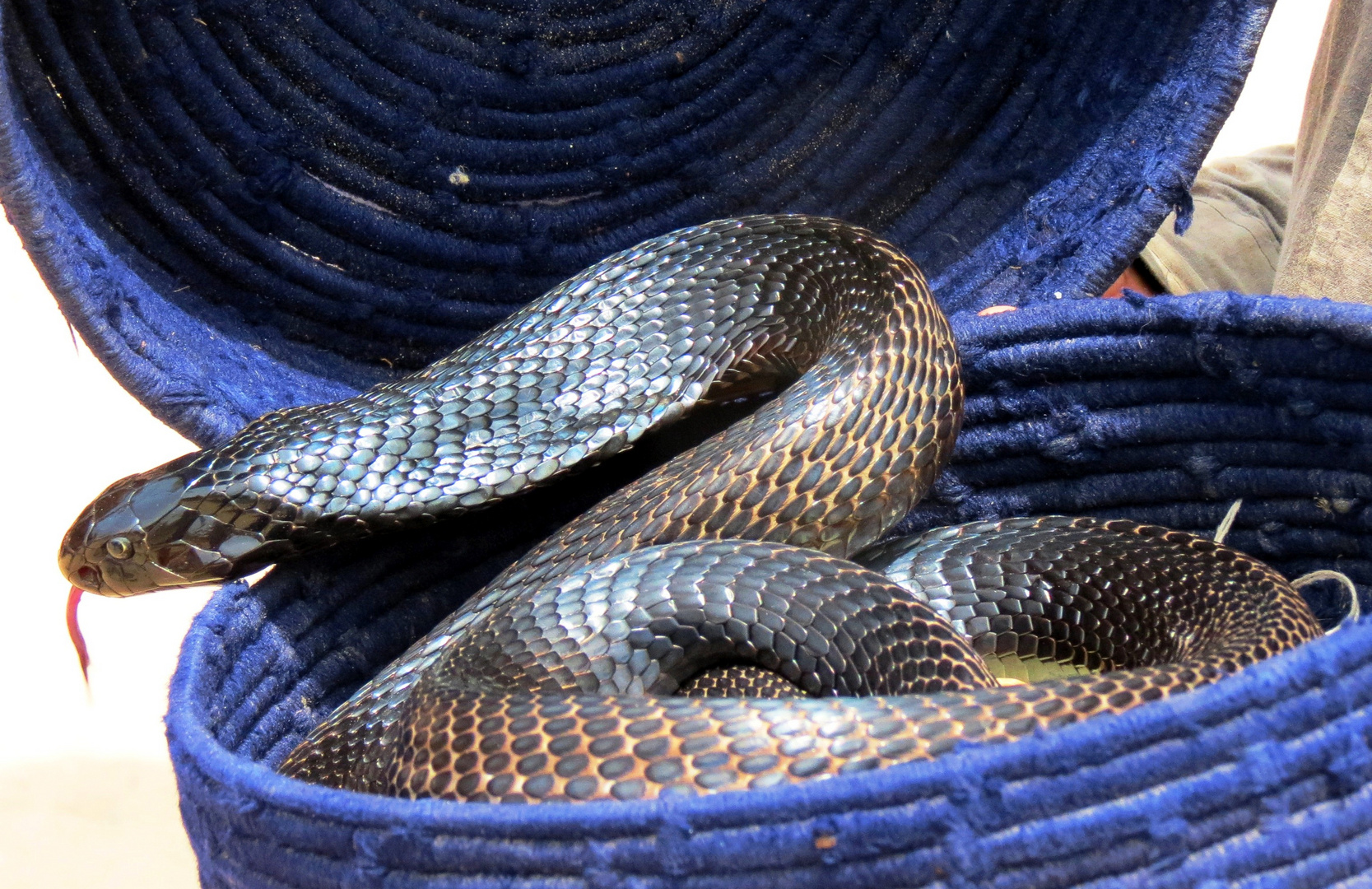 Indian Cobra