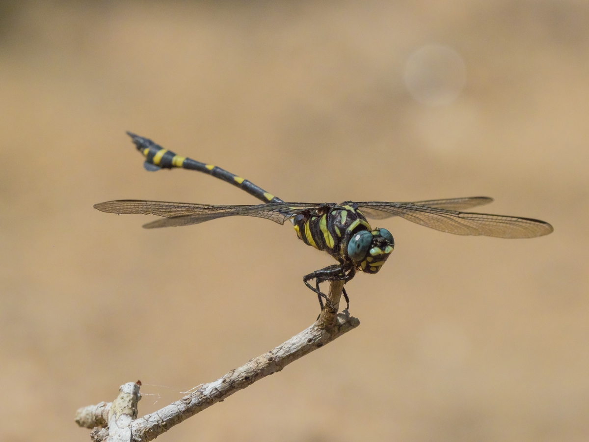 Indian Commen Clubtail - Ictinogomphus rapax