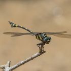 Indian Commen Clubtail - Ictinogomphus rapax