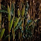 Indian Corn field