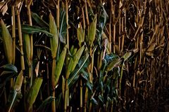 Indian Corn field