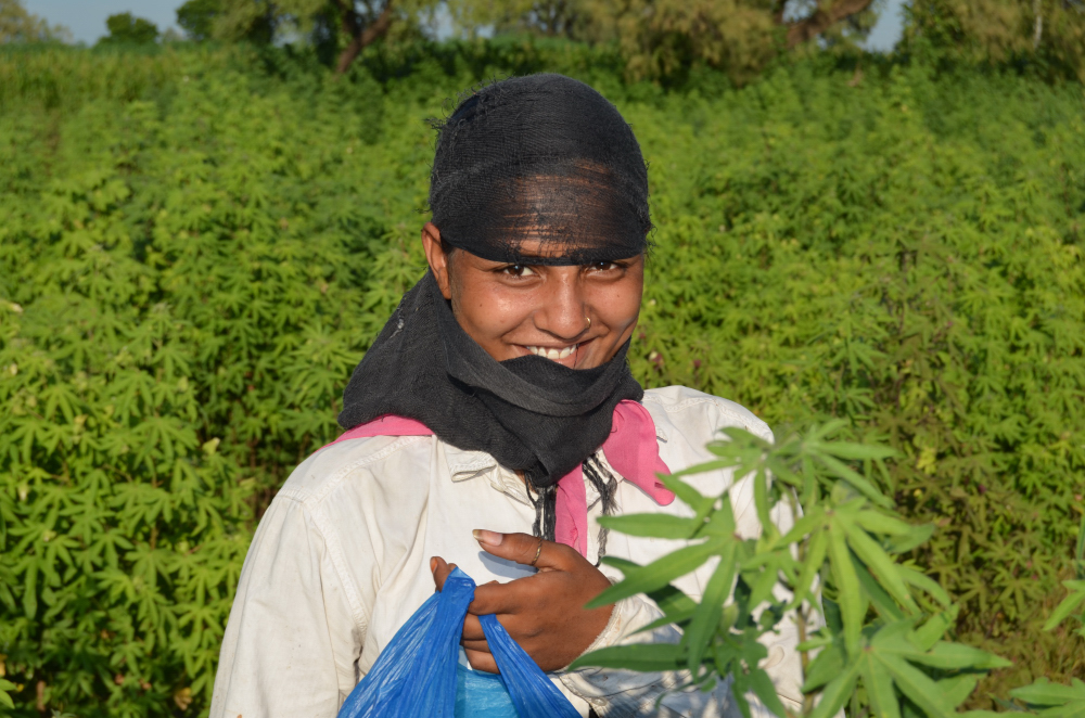 Indian Cotton Girl