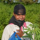 Indian Cotton Girl