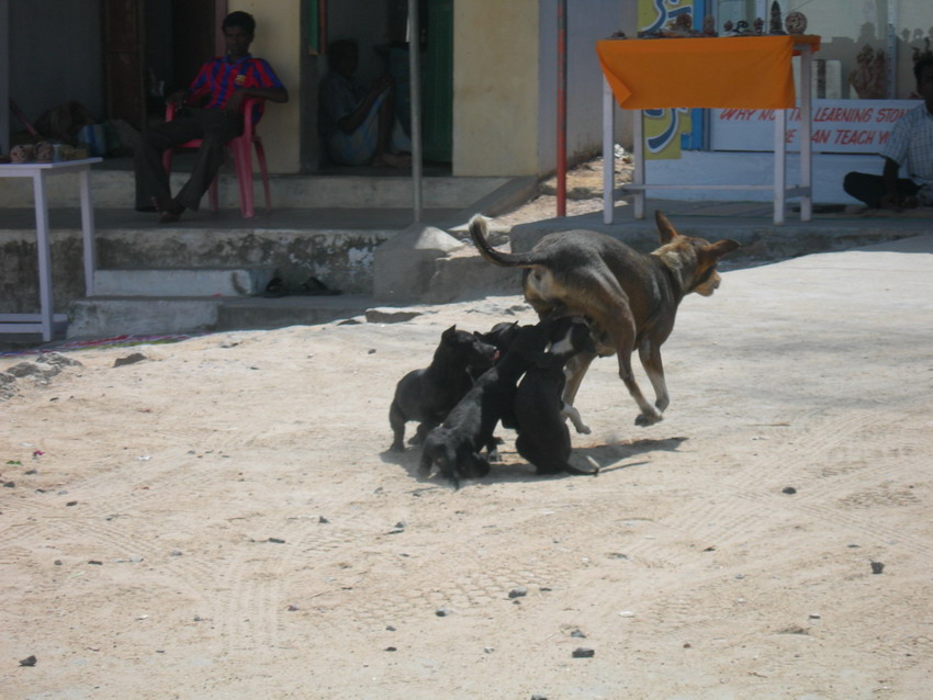 Indian dogs.