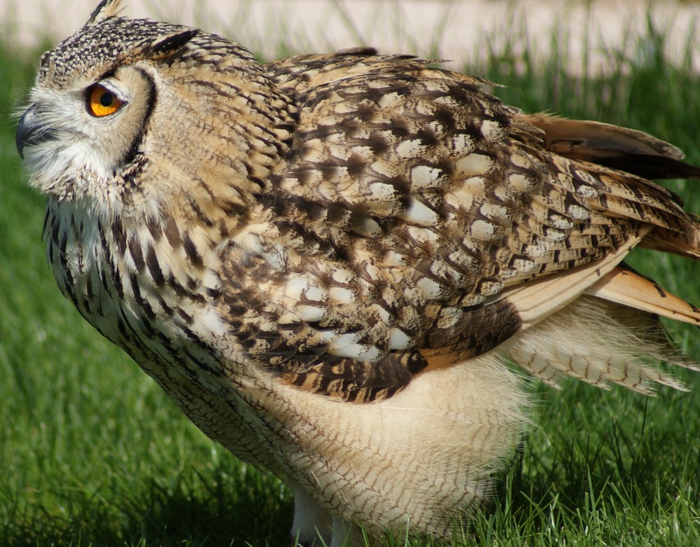 Indian eagle owl 2