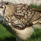 Indian eagle owl 2