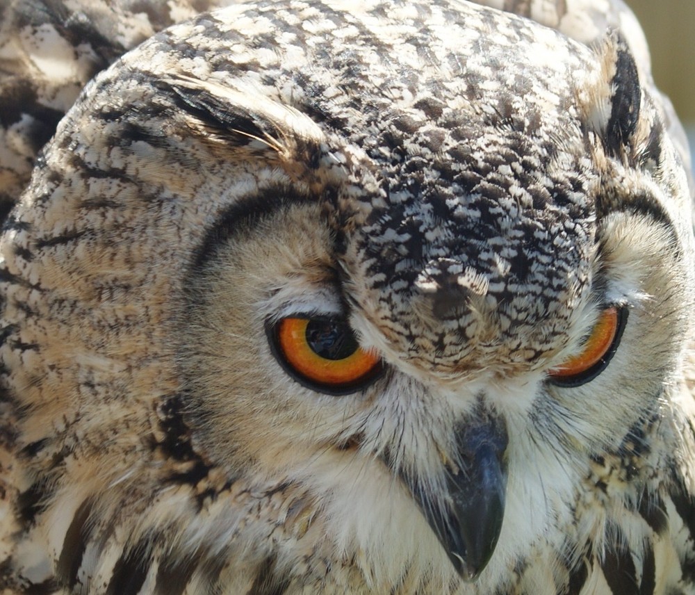 Indian Eagle Owl