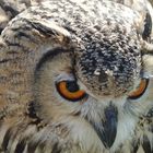 Indian Eagle Owl