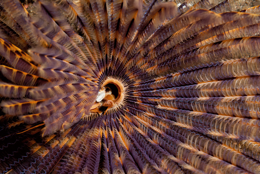 Indian Fan Worm - Sabellastarte indica - Indischer Röhrenwurm