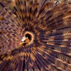 Indian Fan Worm - Sabellastarte indica - Indischer Röhrenwurm