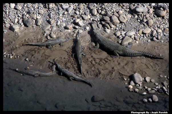 Indian Gavial